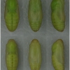 pol icarus pupa6 volg